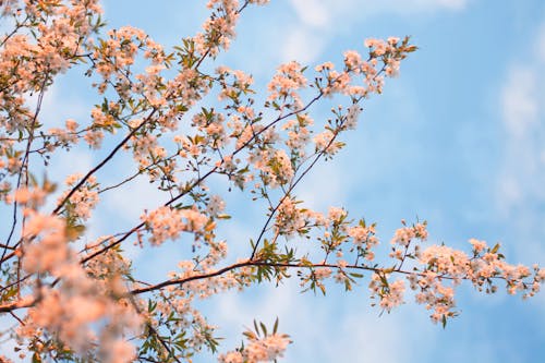 Free Flowering Tree Stock Photo