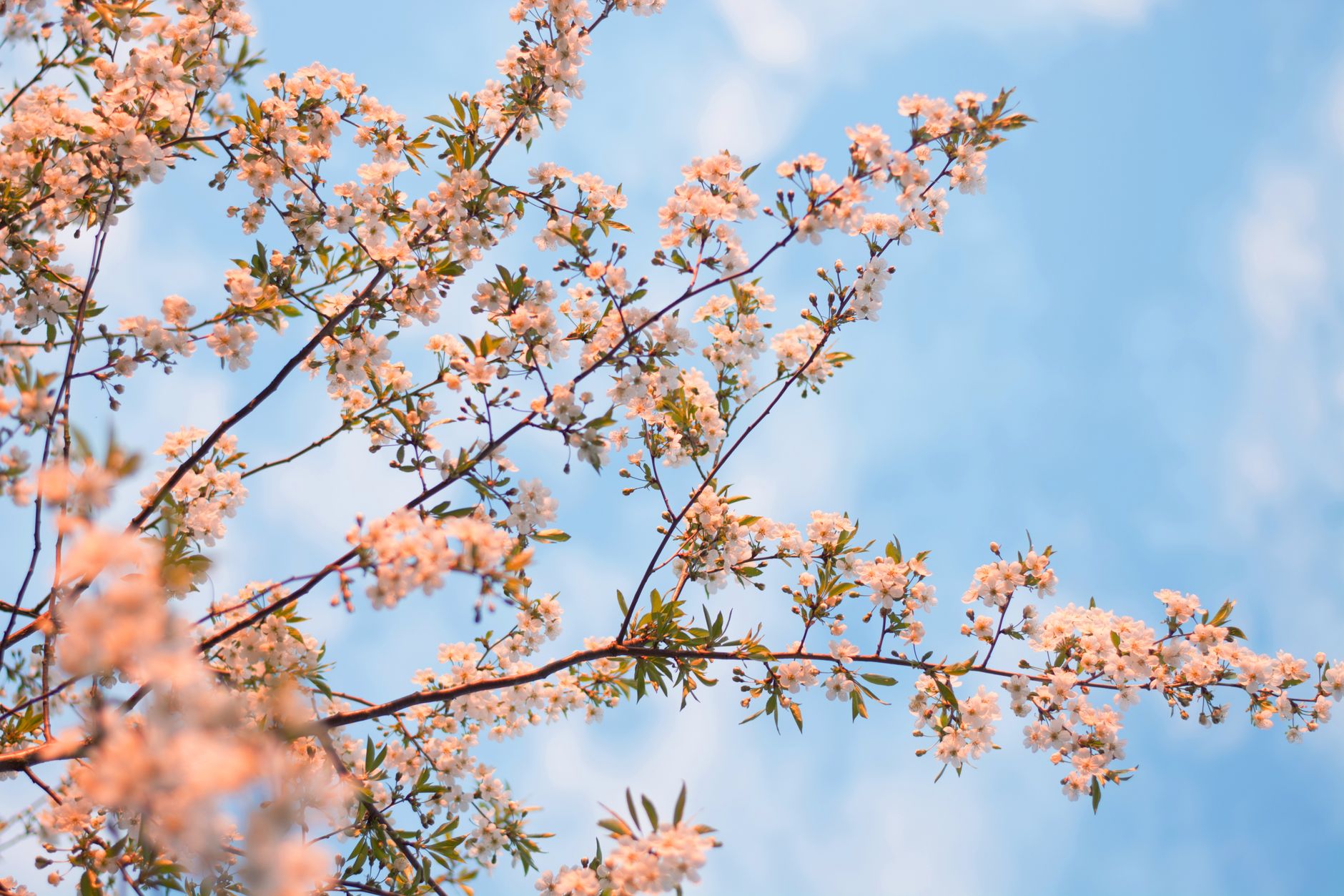 Vibrant spring blossoms on tree branches against a clear blue sky, capturing the essence of the season.