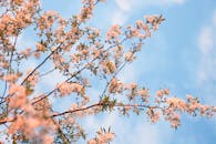 蔚蓝的天空映衬着在树枝上绽放的生机勃勃的春天，捕捉到了季节的精髓