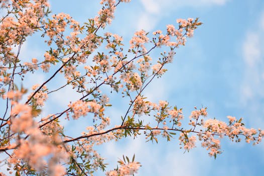 蔚蓝的天空映衬着在树枝上绽放的生机勃勃的春天，捕捉到了季节的精髓