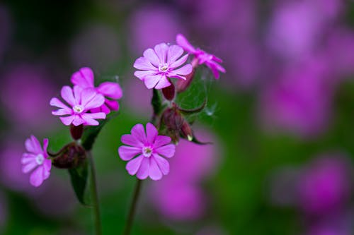 Close-up Shot of Purple Flowers