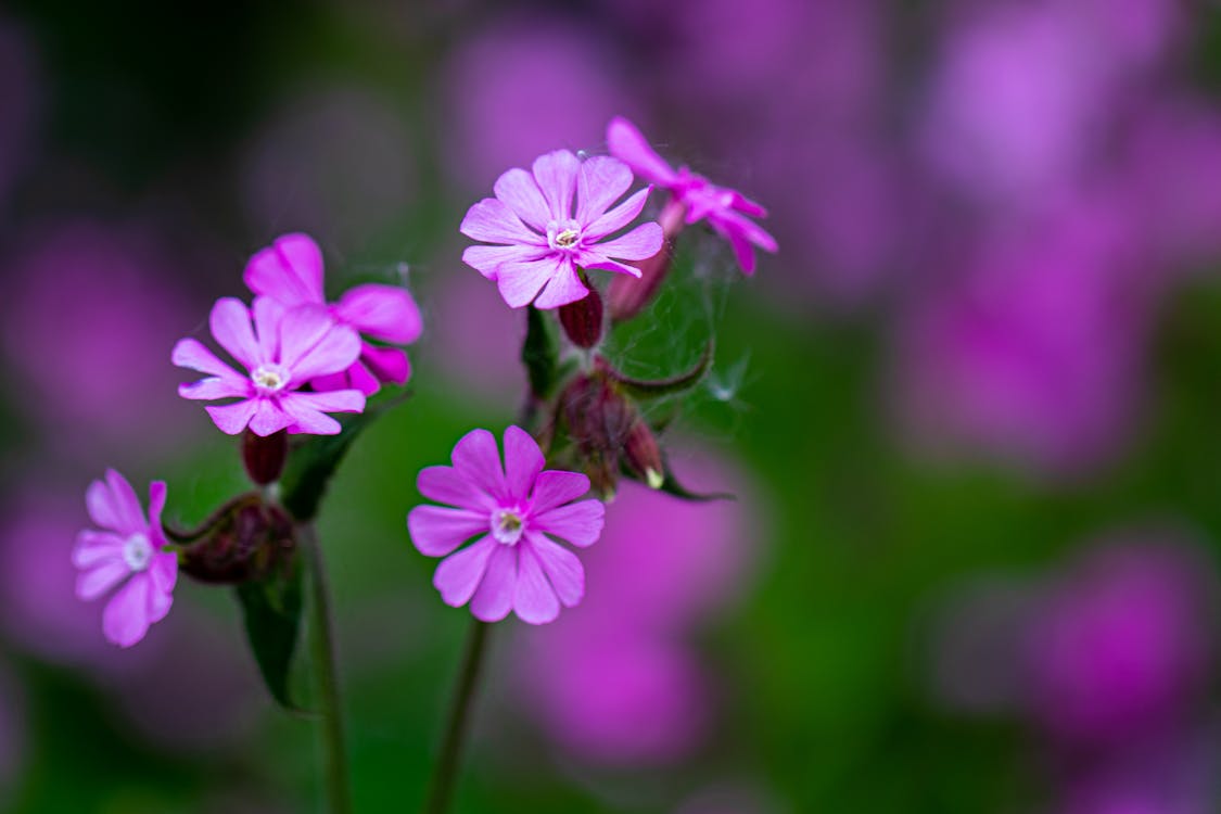 Free Close-up Shot of Purple Flowers Stock Photo