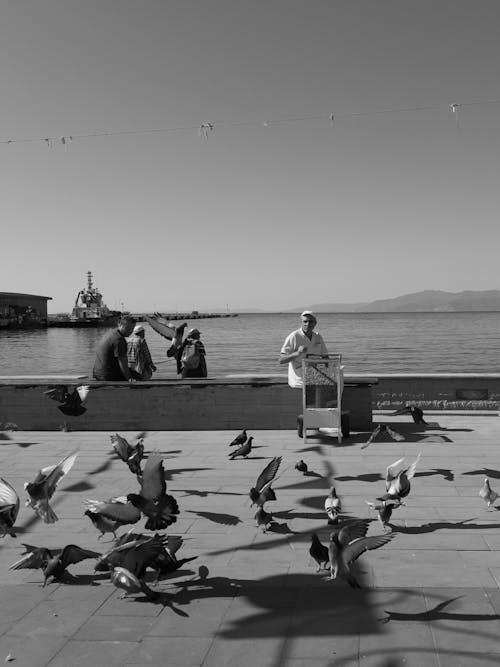 People Looking at the Pigeons on the Concrete Pavement Near the Sea