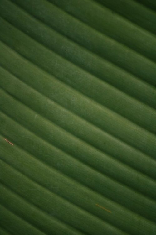 Free Detailed close-up of a green tropical leaf showcasing natural texture and pattern. Stock Photo