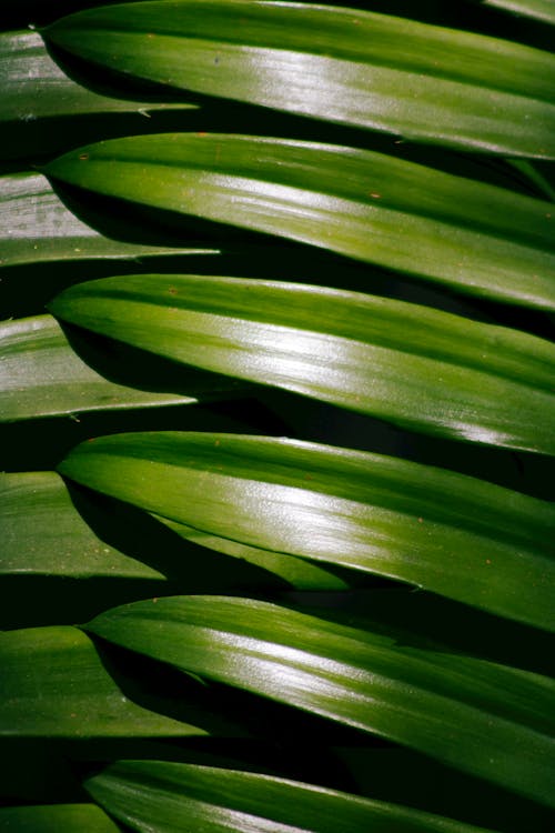 Pattern of Green Leaves 