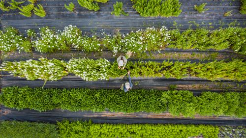Free Drone view of people collecting green mountain savory with blooming white flowers on farm Stock Photo
