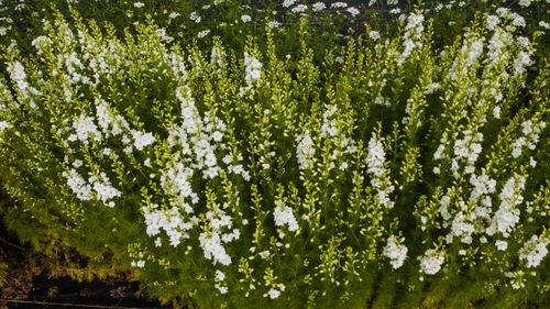 Free From above of blooming gentle white flowers with verdant stems growing in meadow Stock Photo