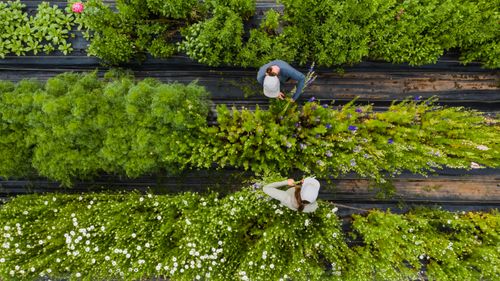 Free Drone view of anonymous women working on summer plantation and collecting fresh green leaves in summer Stock Photo