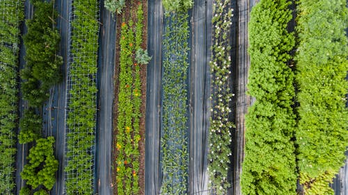 Rows of green plantations in summer