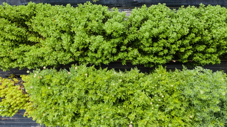 Drone Shot Of Green Tree Crowns 