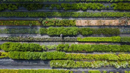 Foto stok gratis agrikultura, barisan, bidang