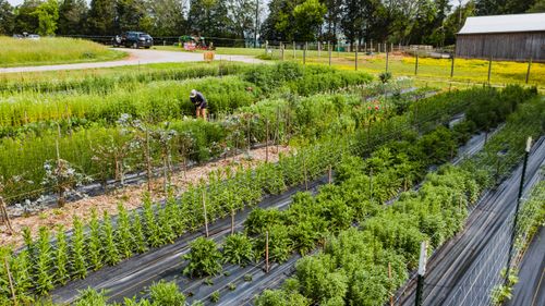 Free A vibrant outdoor flower farm in full bloom with a person tending crops. Stock Photo