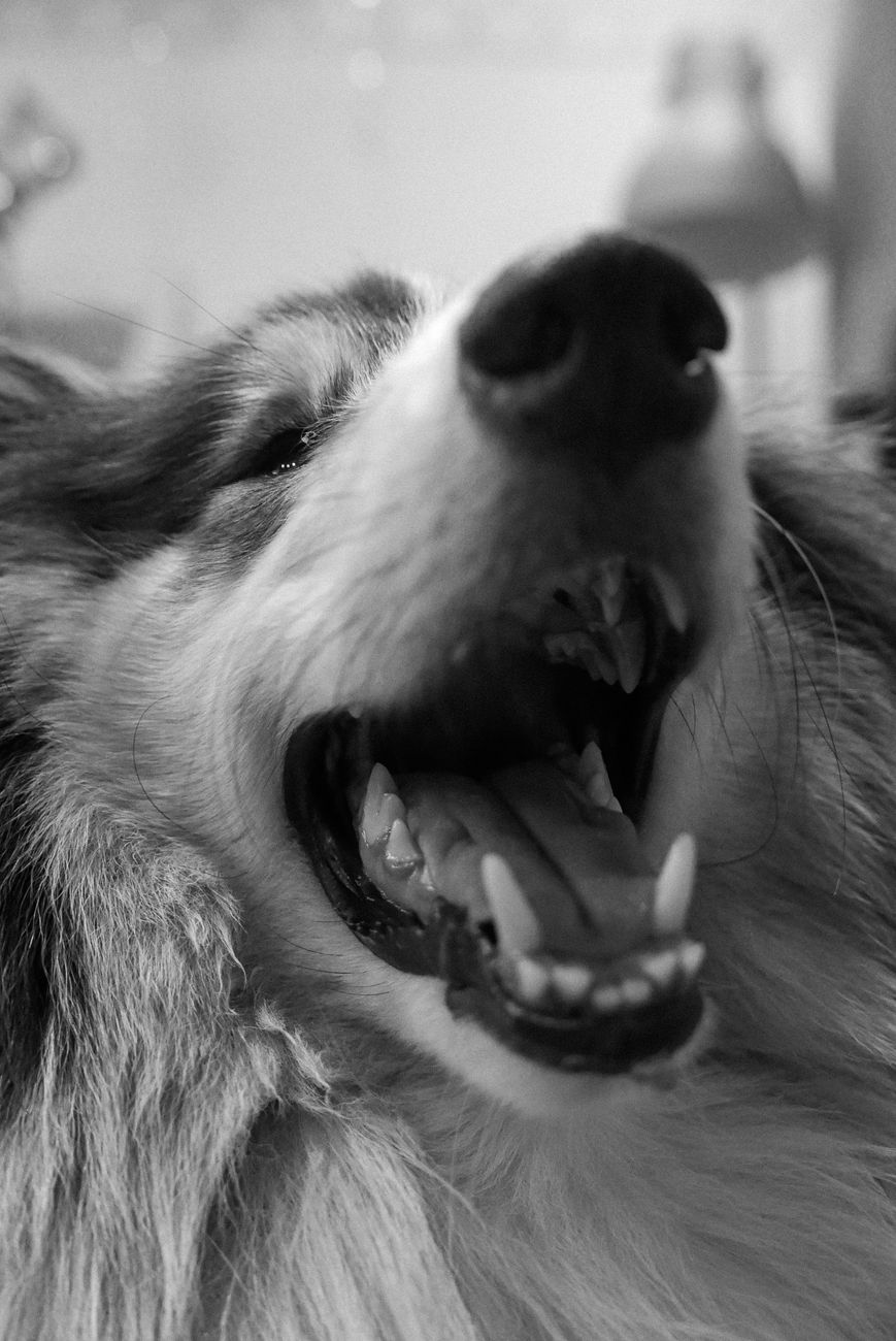Close-up of a dog mouth showing teeth and tongue