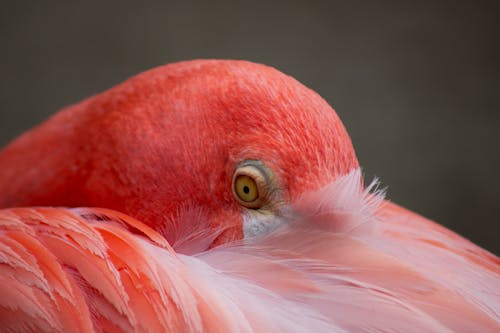動物攝影, 水鳥, 漂亮 的 免費圖庫相片