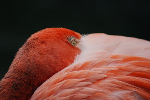 Close Up Shot of a Flamingo