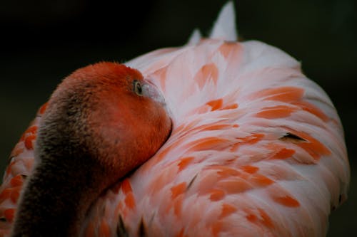 Kostenlos Kostenloses Stock Foto zu federn, flamingo, kopf Stock-Foto