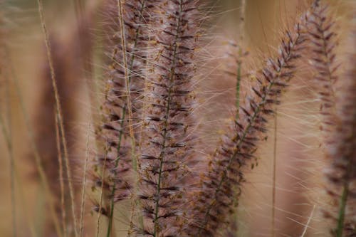 Close Up Shot of a Grass
