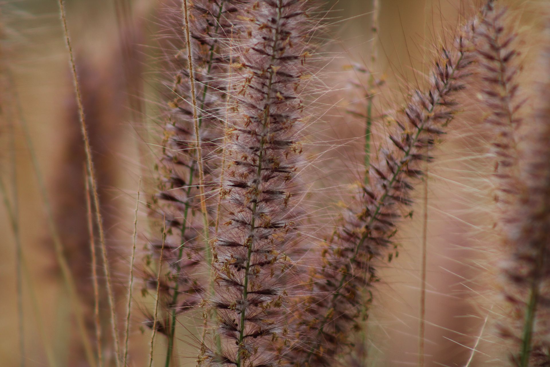Macro shot of pink fountain grass showcasing intricate textures and details.