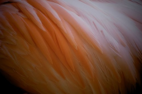 Free Detailed close-up image of pink flamingo feathers, highlighting texture and color. Stock Photo
