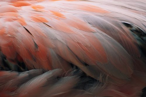 Free Detailed close-up of a flamingo's feathers showcasing vivid colors and intricate textures. Stock Photo
