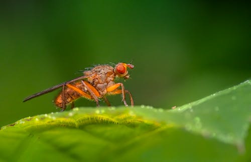 Fly Perched on Green Leaf