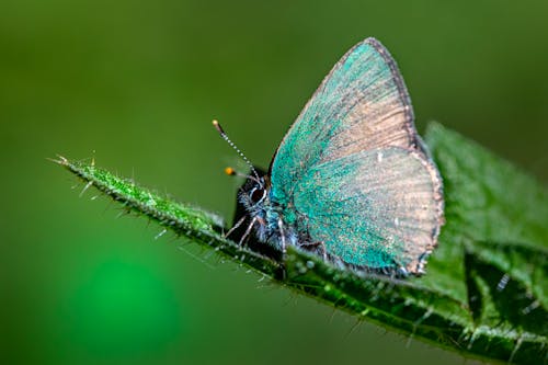 Free Macro Shot of Green and Yellow Butterfly on Green Leaf Stock Photo
