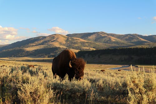 Kostnadsfri bild av bergen, bison, blå himmel