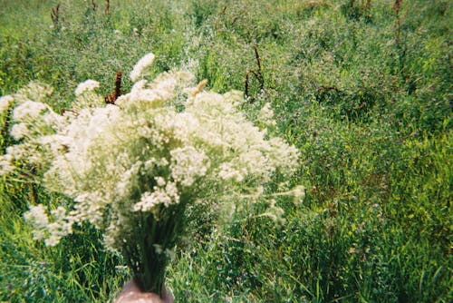 Gratis arkivbilde med åker, blomster, flora