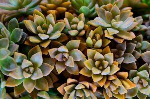 Kostenloses Stock Foto zu nahansicht, pflanze, sukkulenten