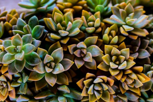 Green and Yellow Succulent Plants