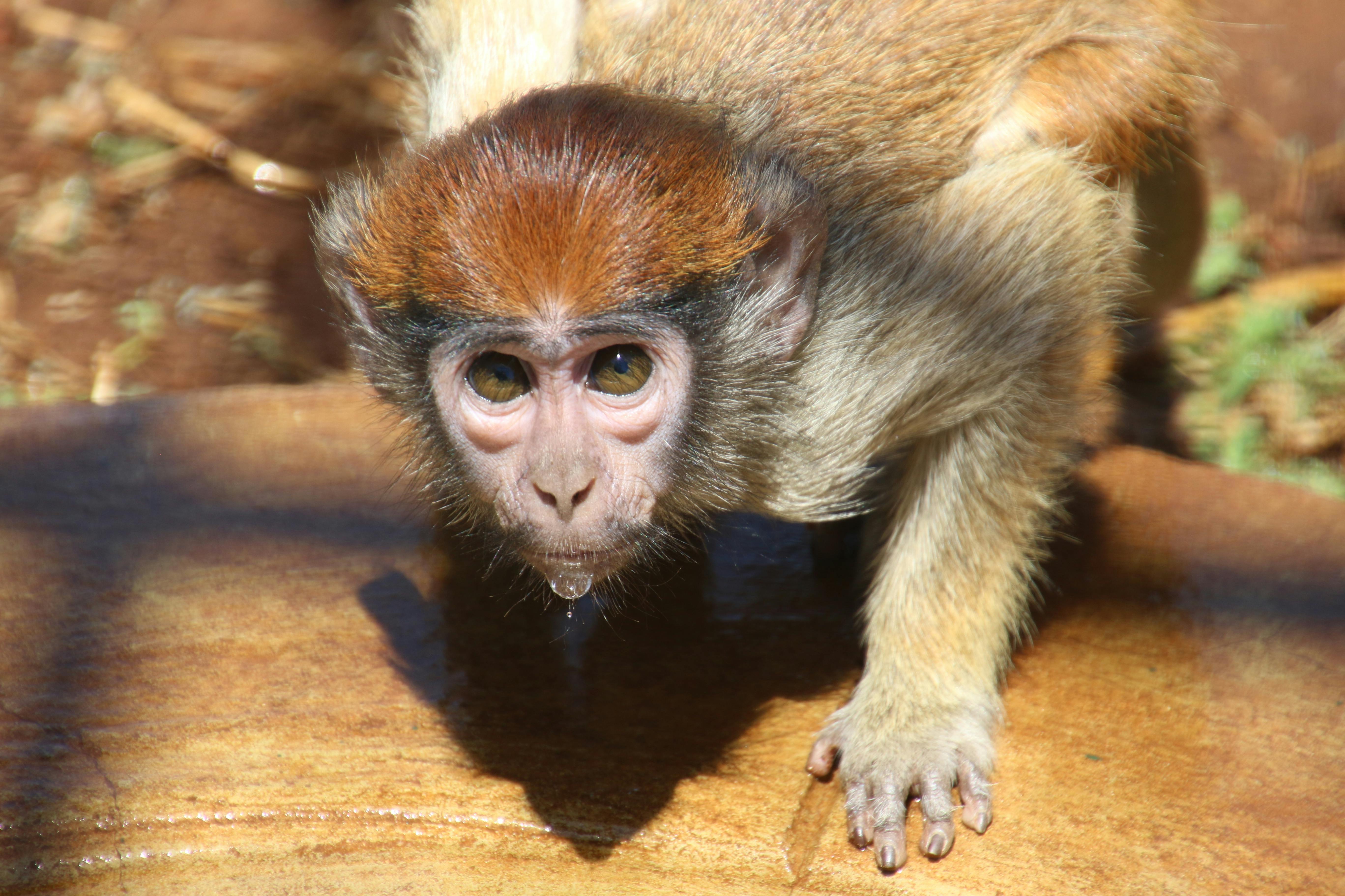 Free stock photo of animals, cute, ears