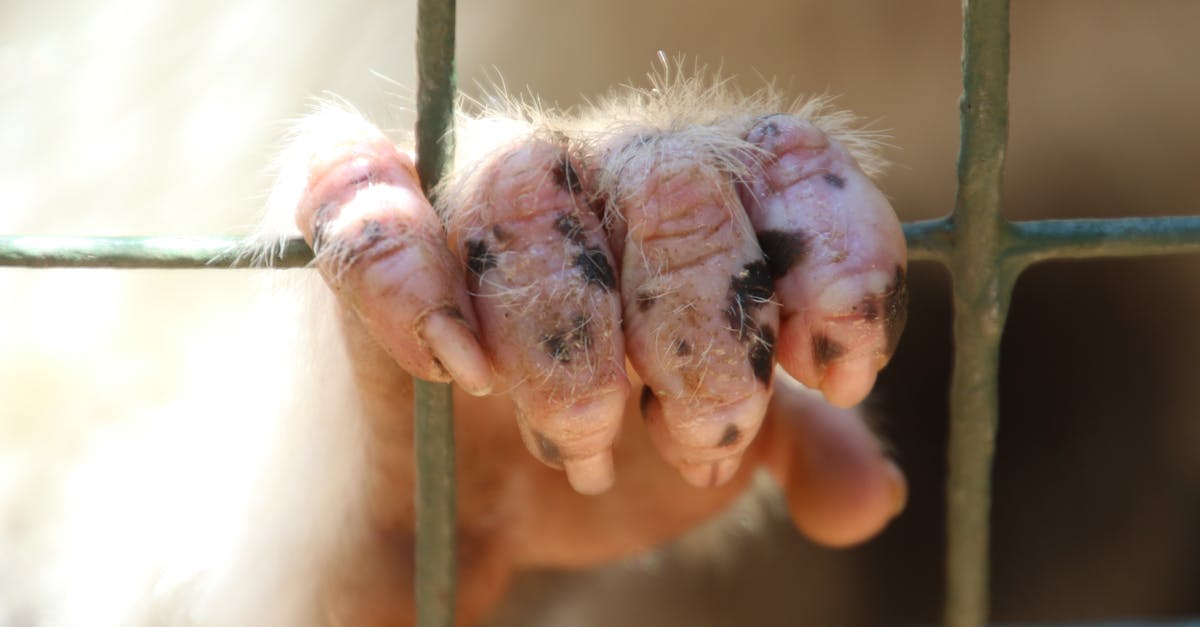 How much is a finger monkey in the US