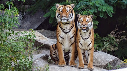 бесплатная Два оранжевых тигра, сидящие рядом друг с другом Стоковое фото