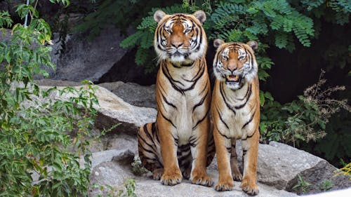 Zwei Orangefarbene Tiger Sitzen Nebeneinander