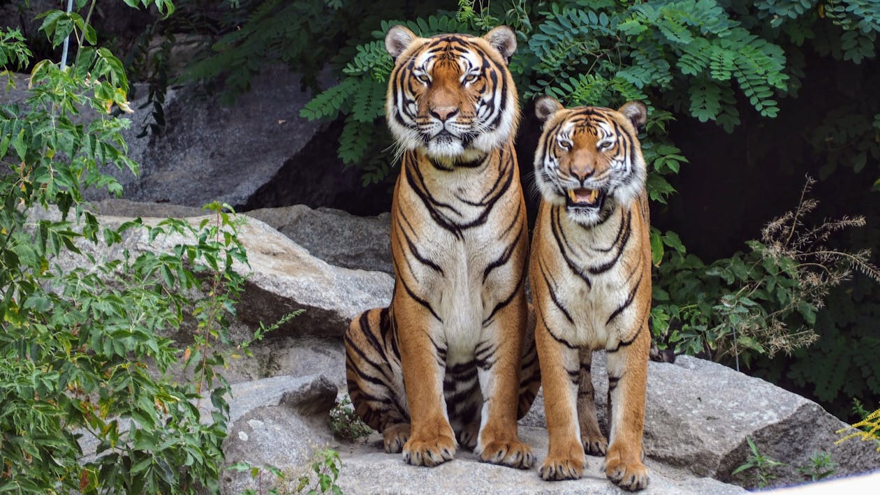 Dois Tigres Laranja Sentados Lado A Lado