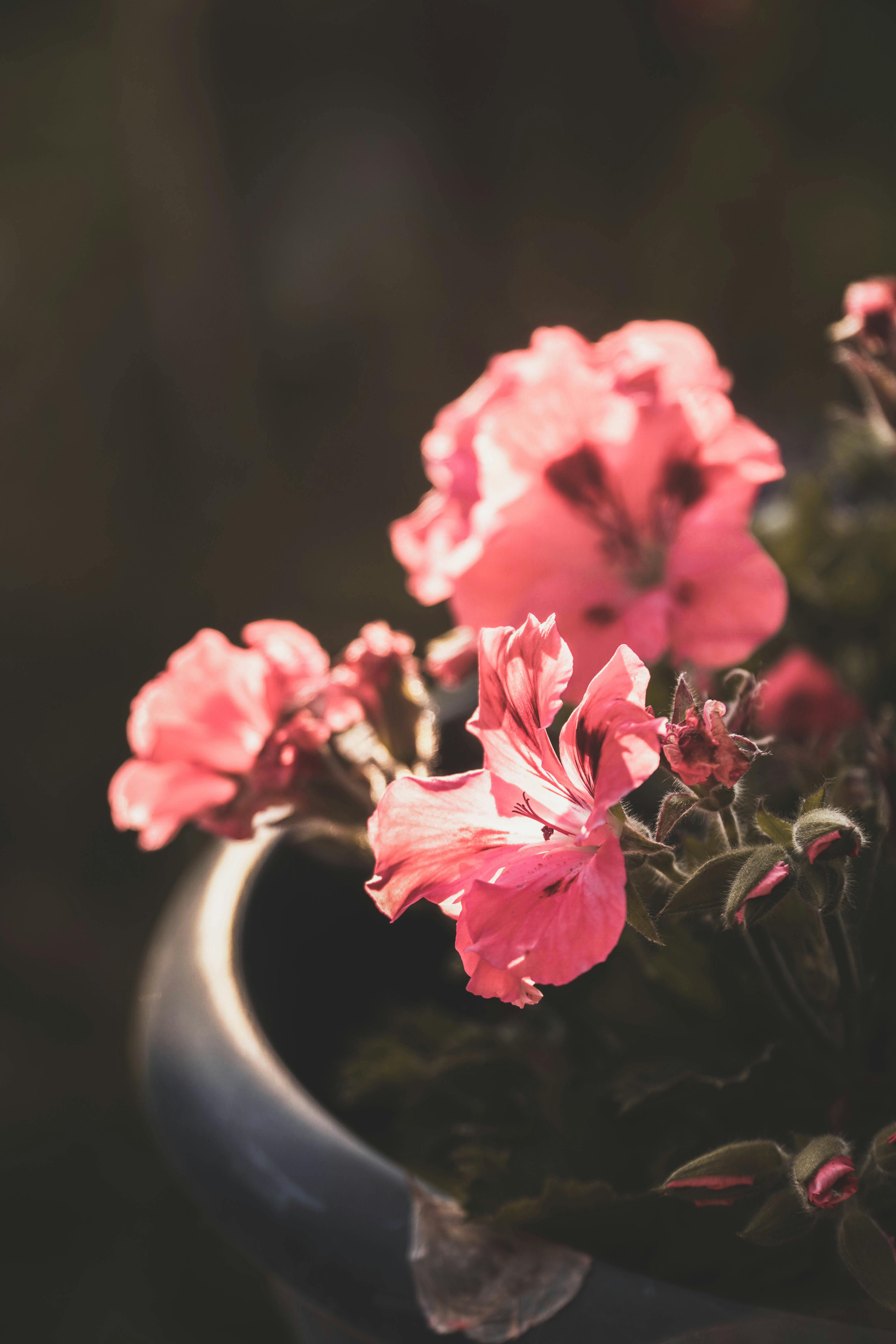 Gratis Immagine gratuita di avvicinamento, bellezza, bokeh Foto a disposizione