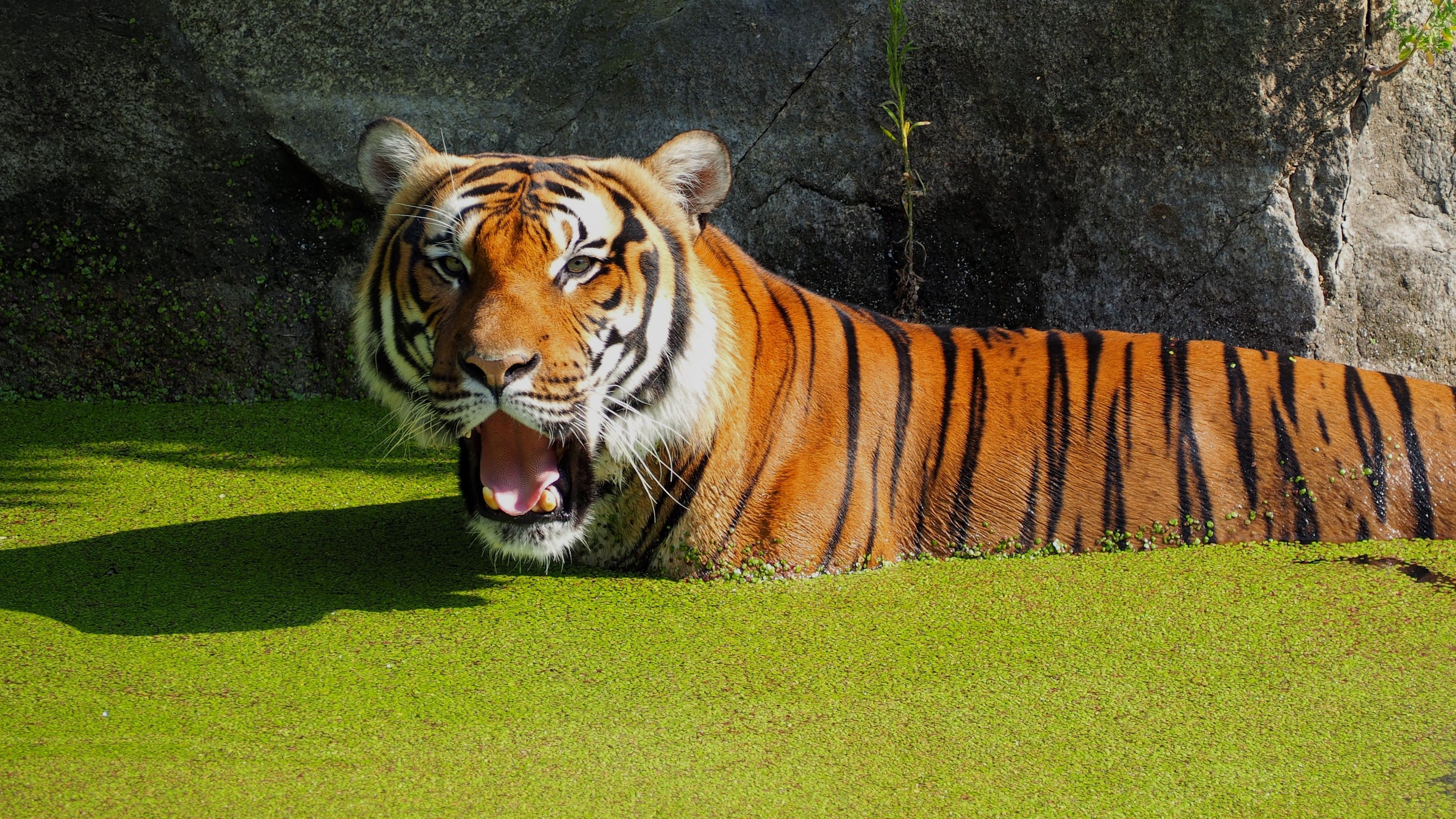 Free Stock Photo Of Animal Park Water Zoo