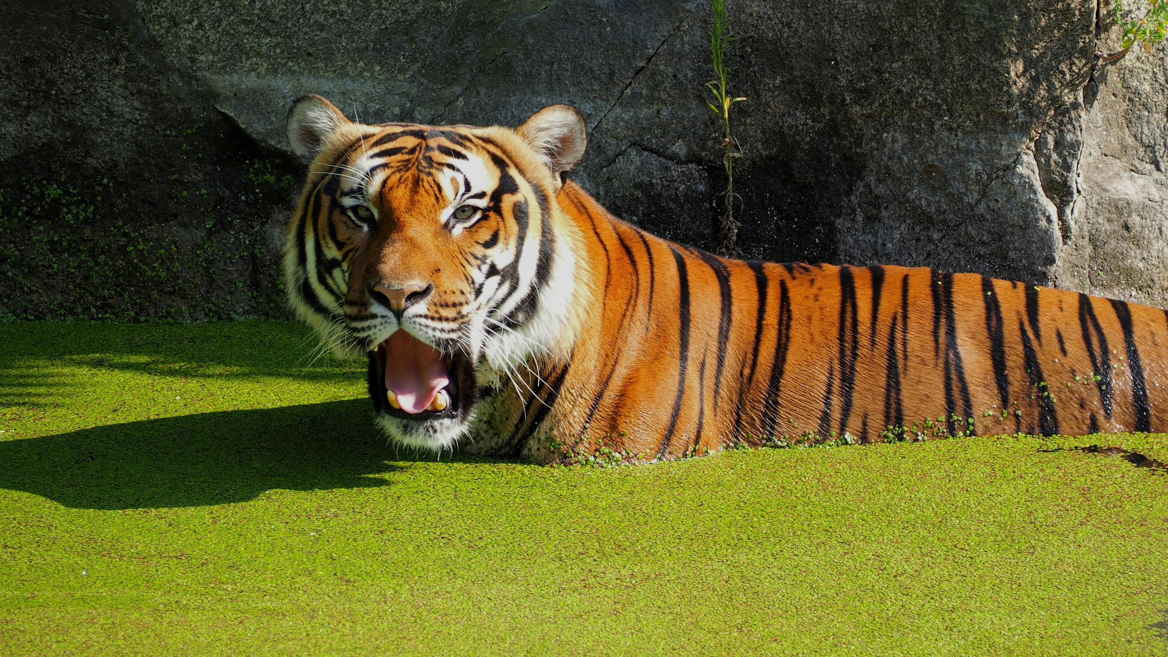 Free stock photo of animal park, water, zoo