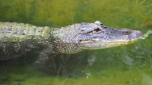 Kostenloses Stock Foto zu grün, krokodil, tierpark