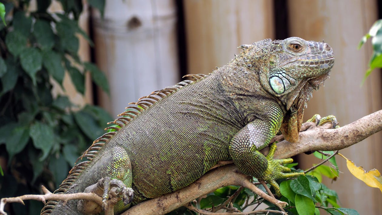 Free stock photo of animal park, iguana, tree