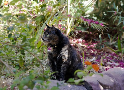 Free stock photo of cat, cat on wall, nature