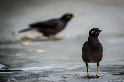 Selektive Fokusfotografie Des Schwarzen Vogels Auf Grauen Gehwegen