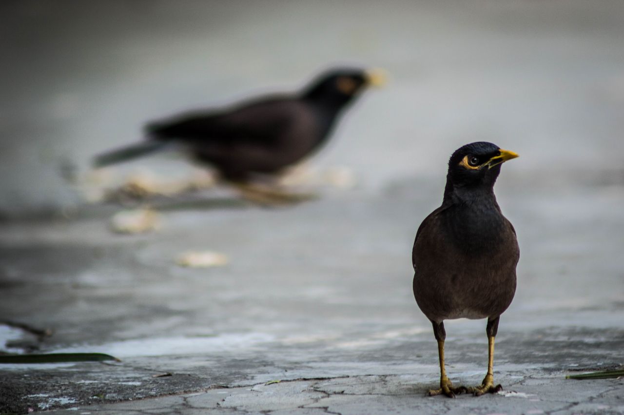 a detailed view of two common mynas standing on a cement surface outdo