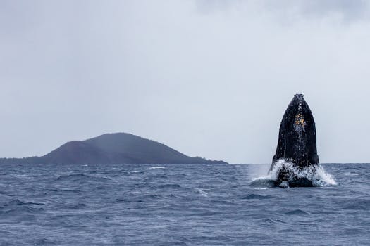 Photo by Leif Blessing A stunning humpback whale breaches the ocean surface near Maui, Hawaii, showcasing its power.