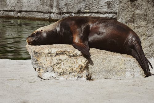 Free Seal 
on White Rock


Sea Lion Sleeping on the Rock




 Stock Photo