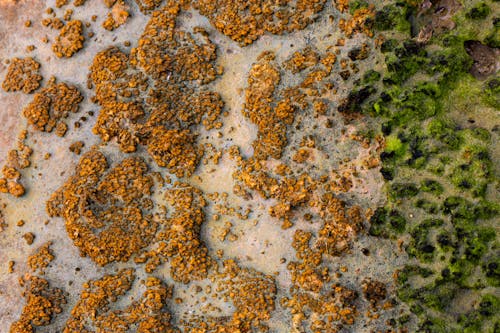 Free Brown and Green Moss on White Sand Stock Photo