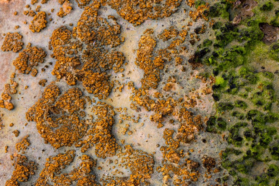 Engineered bacteria offer a new way to accelerate rock weathering for carbon removal