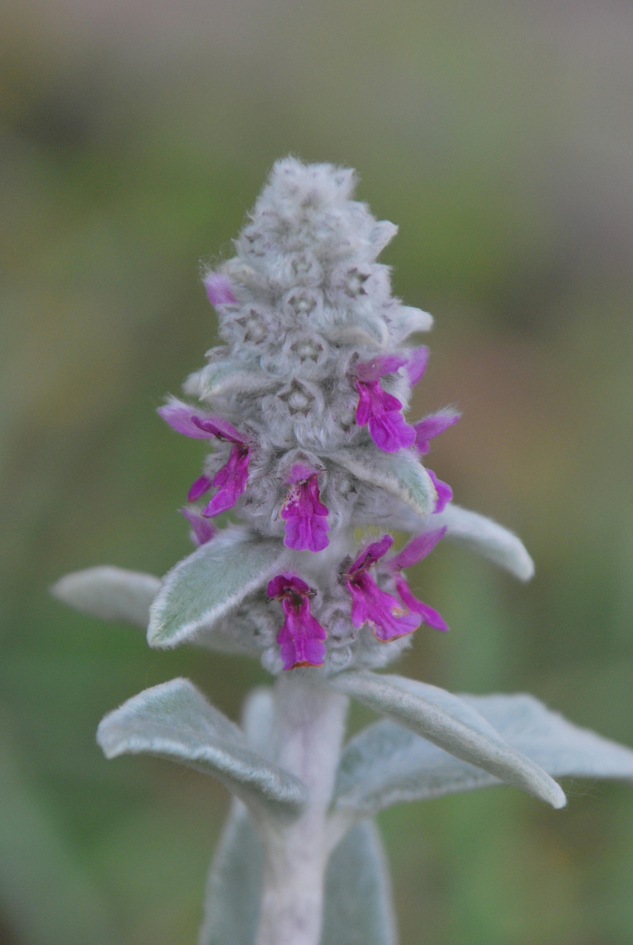 Purple Flowers Near Body of Water During Sunset · Free Stock Photo