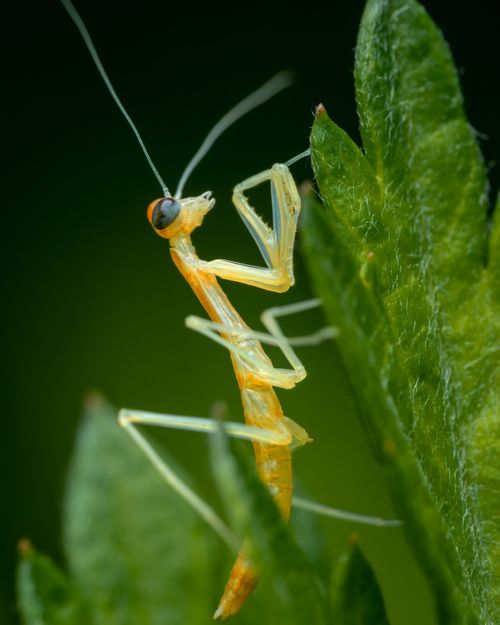 Free A stunning macro shot of a European mantis perched on a leaf, showcasing its delicate features. Stock Photo
