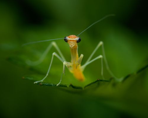 Free Macro photograph of a praying mantis perched on a green leaf in nature. Stock Photo